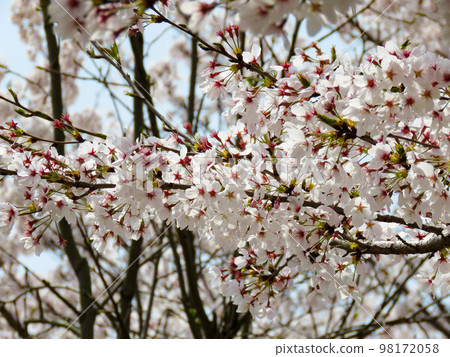 櫻花盛開的春天形象特寫 98172058