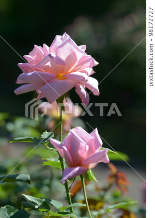 桃山玫瑰花 桃山玫瑰花 98172727