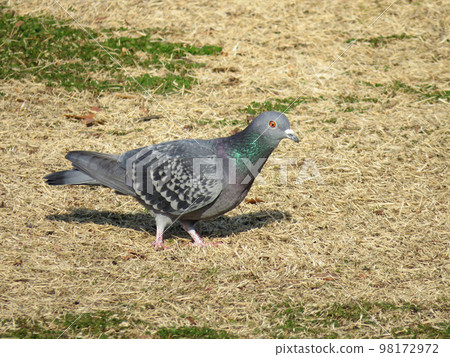 Rock pigeon walking on dry grass Rock pigeon walking on dry grass 98172972