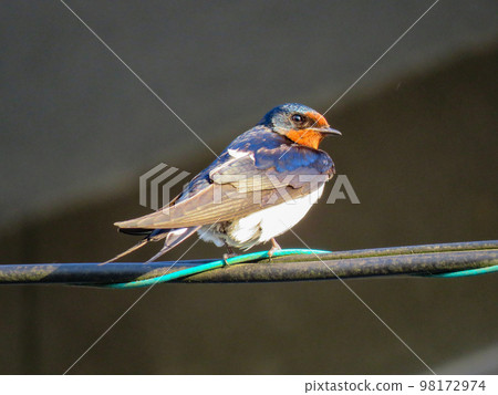 Swallow that stays in the wire Swallow that stays in the wire 98172974