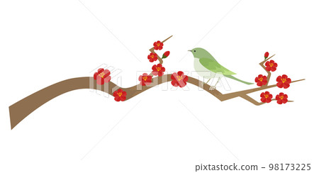 紅梅枝夜鶯插畫 98173225