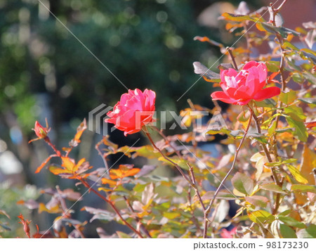 Yokohama Yamashita Park Sightseeing Stroll 98173230