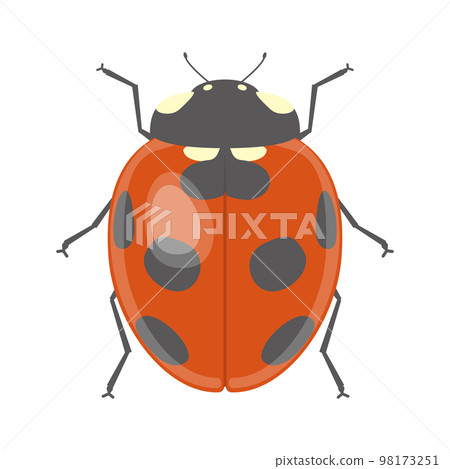 Illustration of ladybird Illustration of ladybird 98173251