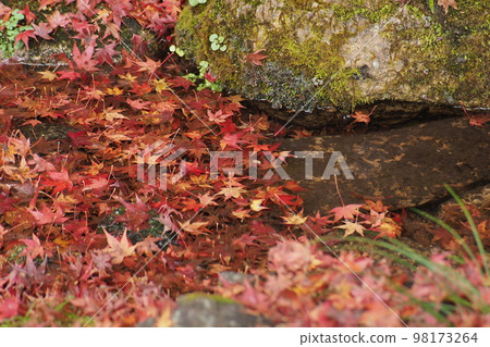 Autumn leaves at Kyoto Ohara Sanzenin Temple Autumn leaves at Kyoto Ohara Sanzenin Temple 98173264
