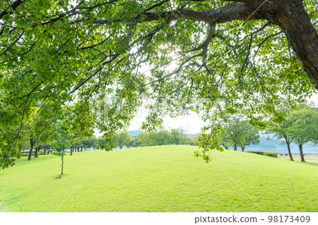 Park with green 98173409