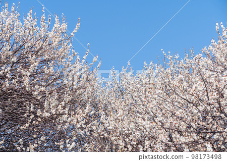 藍天和白色李子在盛開 98173498