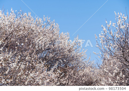 Blue sky and white plum in full bloom 98173504