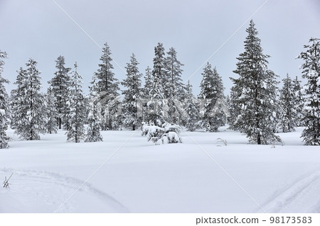 Winter Snowy Landscape, Northern Finland 98173583