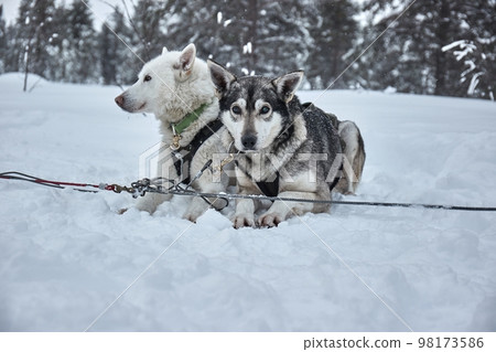 Dog sledge having a stop, resting dogs Dog sledge having a stop, resting dogs 98173586
