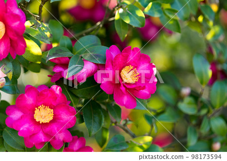 Camellia at Kawaguchi City Green Center, Saitama Prefecture 98173594