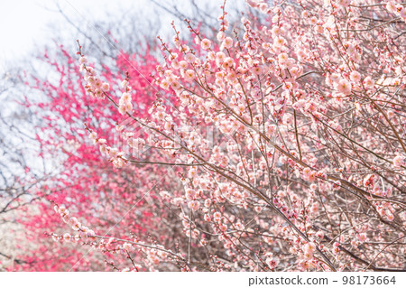 Plum Garden in Full Bloom Kobai 98173664
