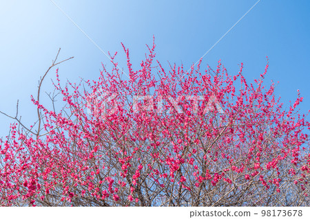 Plum Garden in Full Bloom Kobai Plum Garden in Full Bloom Kobai 98173678