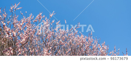 梅園盛開小白 98173679