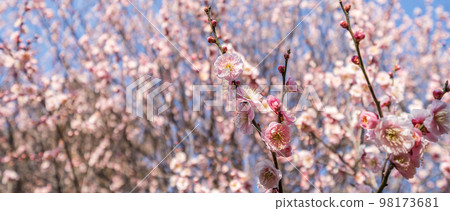 梅園盛開小白 98173681