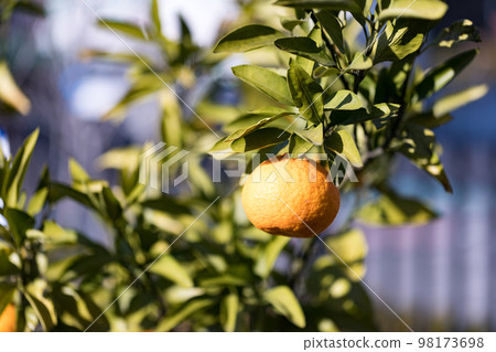 Saitama Prefecture Kawaguchi Municipal Green Center Mikan no Ki Saitama Prefecture Kawaguchi Municipal Green Center Mikan no Ki 98173698