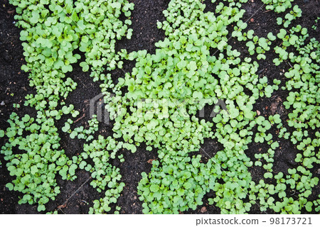 Sinapis alba seedlings in the garden bed, Mustard plants green manure crop, natural fertilizer Sinapis alba seedlings in the garden bed, Mustard plants green manure crop, natural fertilizer 98173721
