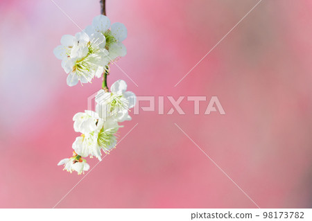 白色李子開花有紅色李子開花背景 98173782