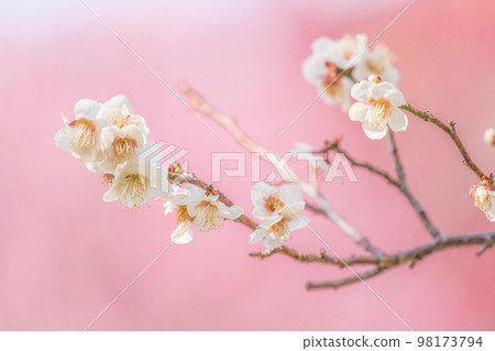 White plum blossoms with a background of red plum blossoms White plum blossoms with a background of red plum blossoms 98173794
