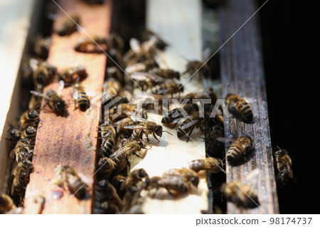 Close up of many bees on wooden beehive. 98174737