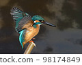 kingfisher flight illustration 98174849