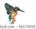 Kingfisher flight illustration transparent 98174850