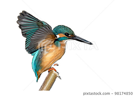 Kingfisher flight illustration transparent 98174850