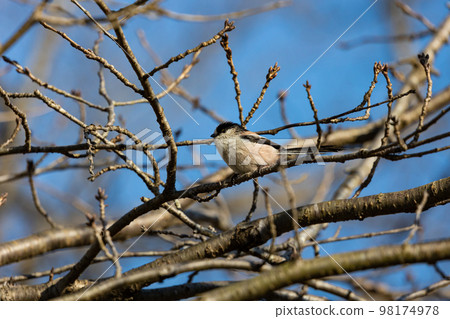 EOSR6.在山口市，突然出現了一個長尾巨人。 98174978