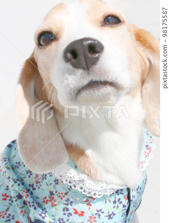 Beagle dog Beagle dog 98175587