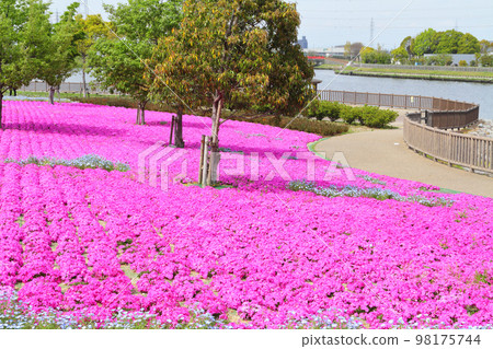 米薩櫻花盛開 98175744