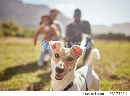 Portrait, dog and outdoor nature with family in forest or park play, fun and freedom in summer. Canine puppy, pet and animal in grass field, free and walking with people on countryside environment Portrait, dog and outdoor nature with family in forest or park play, fun and freedom in summer. Canine puppy, pet and animal in grass field, free and walking with people on countryside environment 98175914
