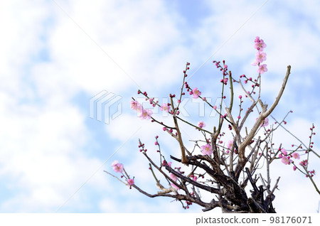初冬梅花 98176071
