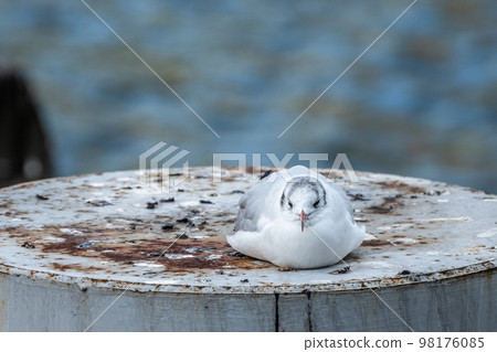 A black-headed gull sitting on an iron pole 98176085
