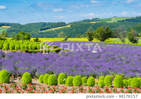 Lavender fields in Kamifurano, Hokkaido Lavender fields in Kamifurano, Hokkaido 98176157