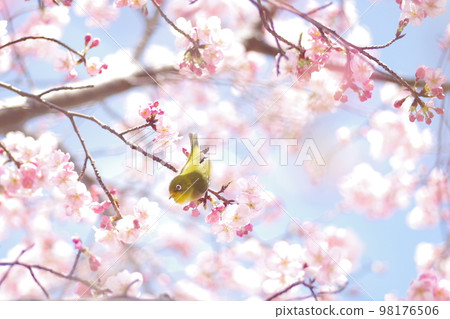 White-eye and cherry 98176506