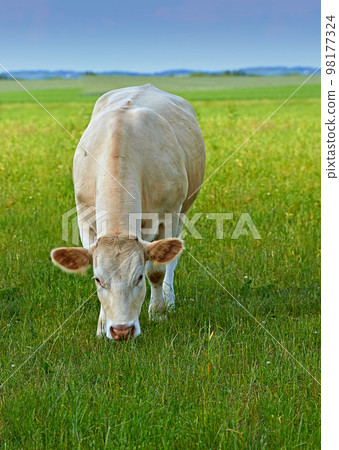 Charolais cattle. A herd of Charolais cattle grazing in a pasture in Denmark. Charolais cattle. A herd of Charolais cattle grazing in a pasture in Denmark. 98177324