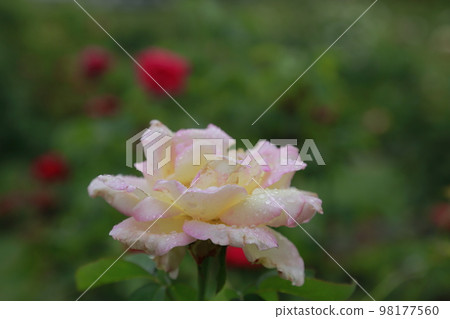 Arao City Ominous Citizen Flower Bed Rose Flower, Arao City Ominous Citizen Flower Bed Rose Flower, 98177560
