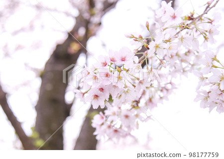 Cherry tree in full bloom  98177759