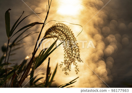 The silhouette of pampas grass against the background of the sea at dusk The silhouette of pampas grass against the background of the sea at dusk 98177983