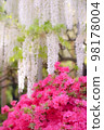 White wisteria and azaleas in full bloom in spring 98178004