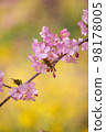 Beautiful Kawazu cherry blossoms with rape blossoms in the background 98178005