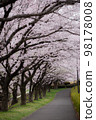 Deep tunnel cherry blossom promenade 98178008