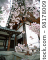 A temple taken from behind the cherry blossoms 98178009