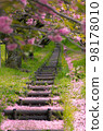 Double cherry blossoms in full bloom on the stairs leading to the back 98178010