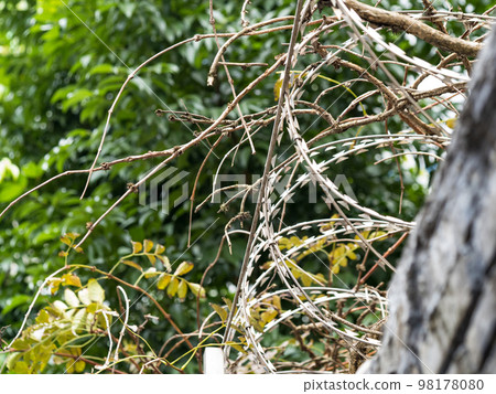 Protective barbed-wire fence on blurred background. Concertina wire or Dannert Wire. 98178080