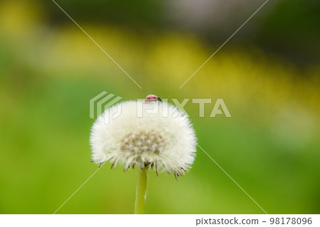 ladybug on a dandelion 98178096