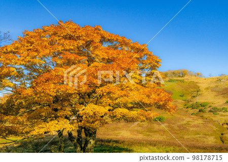 Autumn leaves of Mt. Miike in Shiga prefecture Autumn leaves of Mt. Miike in Shiga prefecture 98178715