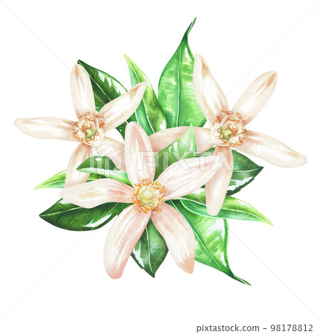 Composition of flowers of citrus fruits and leaves. White buds of lemon, orange, bergamot, mandarin, lime. Watercolor botanical illustration. Isolated on a white background. For your design Composition of flowers of citrus fruits and leaves. White buds of lemon, orange, bergamot, mandarin, lime. Watercolor botanical illustration. Isolated on a white background. For your design 98178812