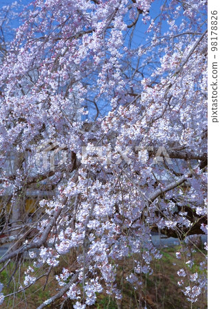 垂枝櫻花里之川內子町 垂枝櫻花里之川內子町 98178826