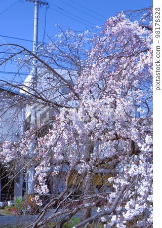 垂枝櫻花里之川內子町 垂枝櫻花里之川內子町 98178828