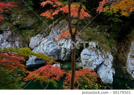 西祖谷的紅葉 7(德島縣三好市西祖谷) 西祖谷的紅葉 7(德島縣三好市西祖谷) 98179501